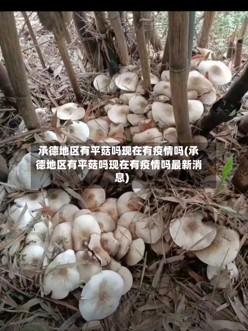 承德地区有平菇吗现在有疫情吗(承德地区有平菇吗现在有疫情吗最新消息)