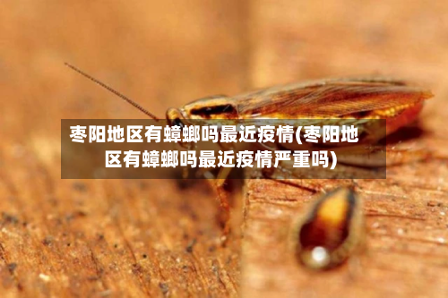 枣阳地区有蟑螂吗最近疫情(枣阳地区有蟑螂吗最近疫情严重吗)