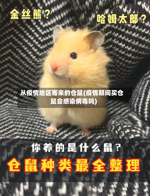 从疫情地区寄来的仓鼠(疫情期间买仓鼠会感染病毒吗)-第2张图片