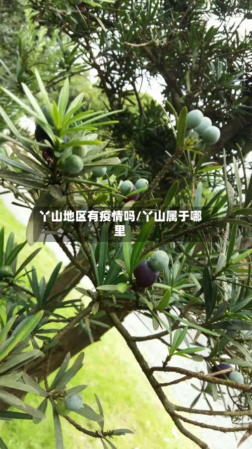 丫山地区有疫情吗/丫山属于哪里-第2张图片
